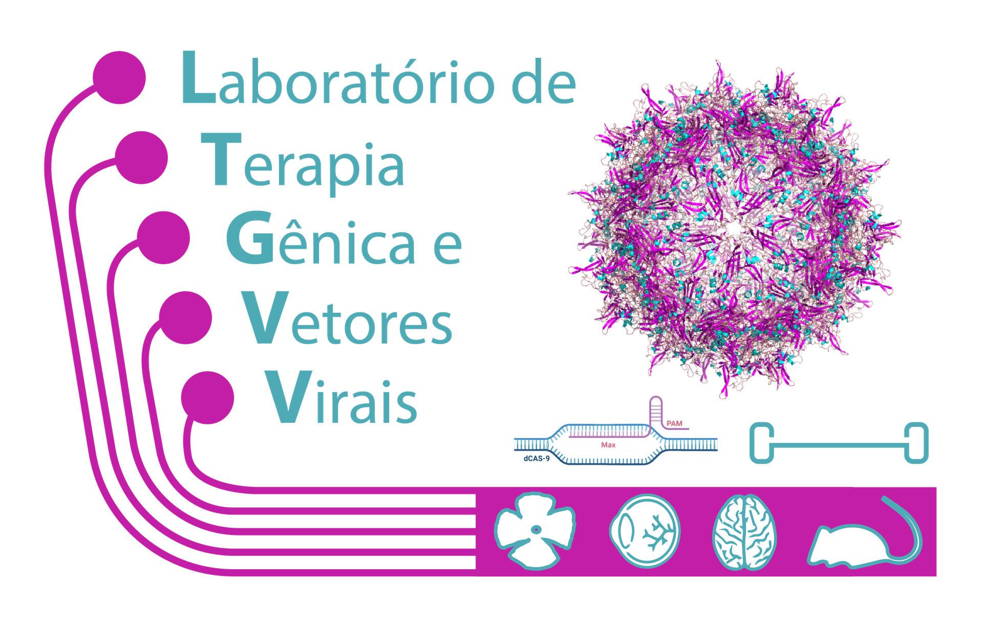 LTGVV — Laboratório de Terapia Gênica e Vetores Virais
